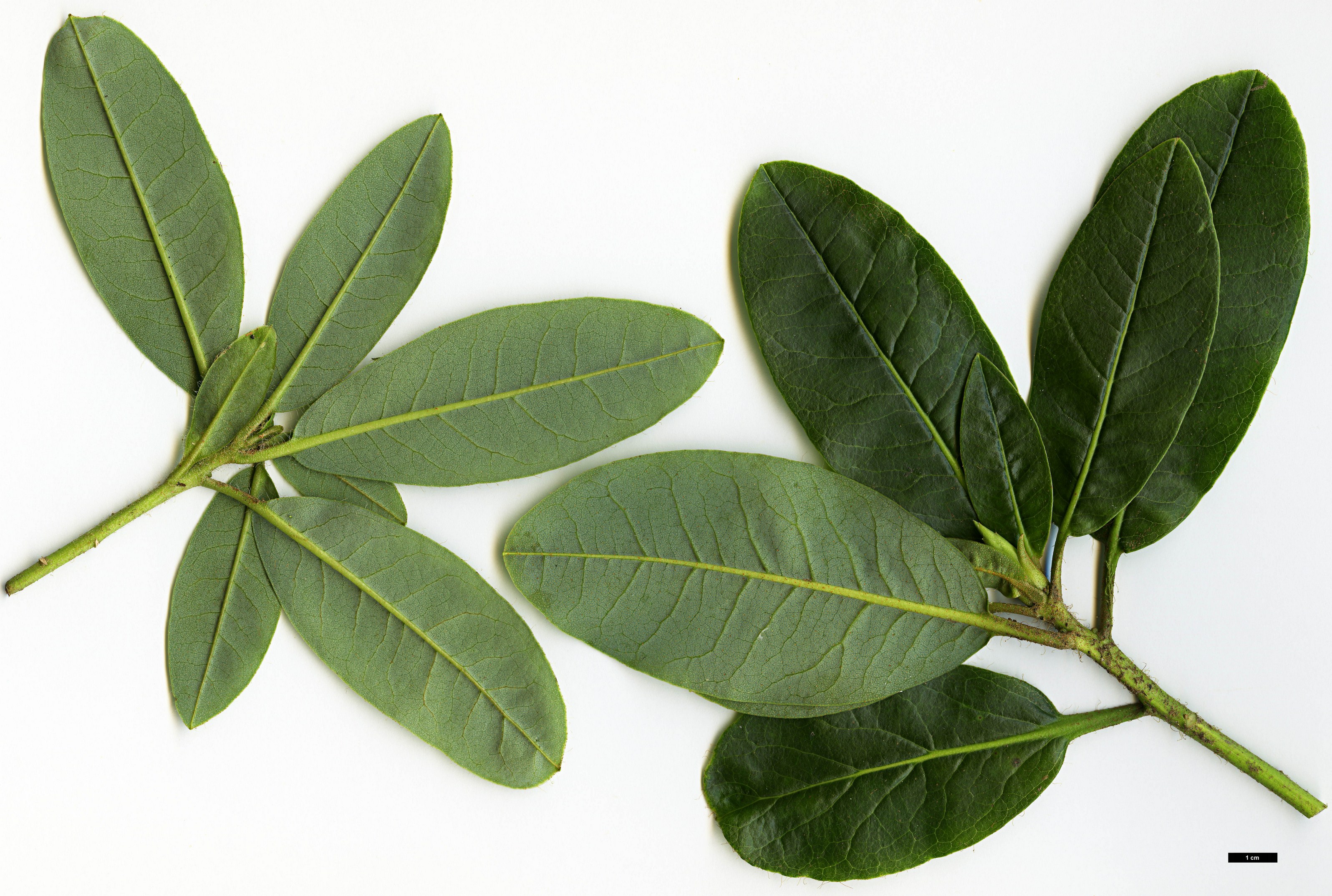 High resolution image: Family: Ericaceae - Genus: Rhododendron - Taxon: dalhousiae